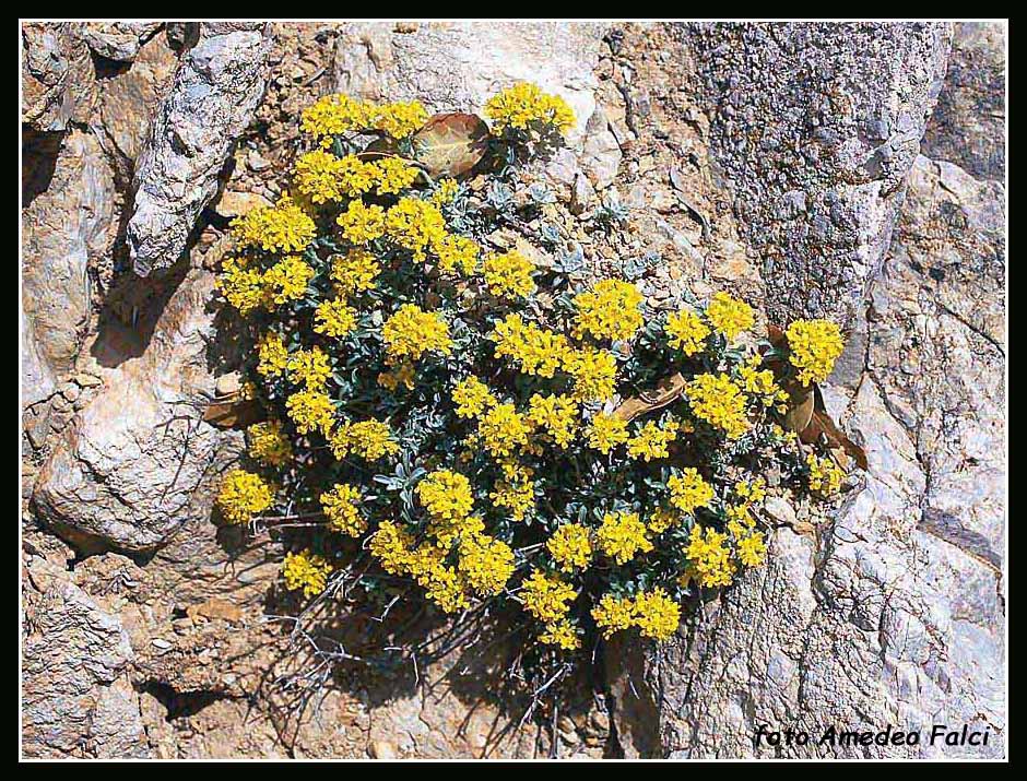 Odontarrhena nebrodensis (=Alyssum nebrodense) / Alisso delle Madonie